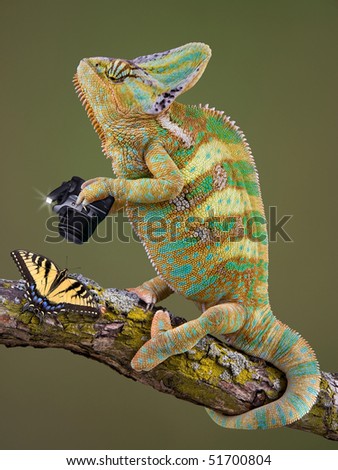 A veiled chameleon is taking a photograph of a butterfly.