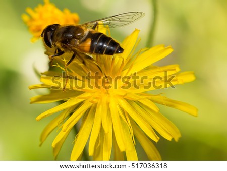 Macro pictures of bees, flies, and bugs. Captured on a nice summer day.