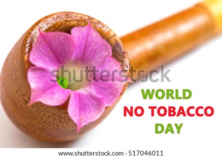World No Tobacco Day text. Tobacco Pink Flower in old vintage pipe on white background. 31 May World No Tobacco Day