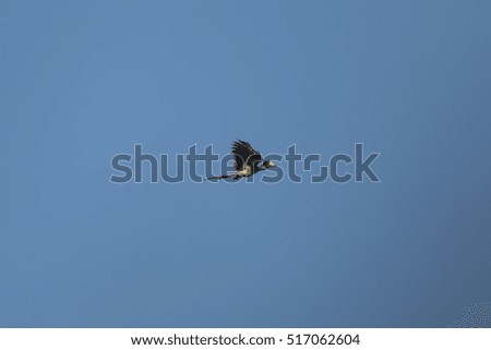 Helmeted hornbill juvenile flying in the nature.
