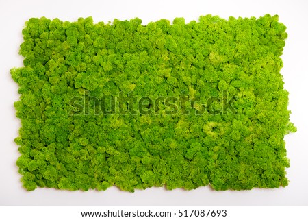 Reindeer moss wall, green wall decoration made of reindeer lichen Cladonia rangiferina, recolored to match Pantone 15-0343c, color of the year 2017, isolated on white, usable for interior mock ups Royalty-Free Stock Photo #517087693