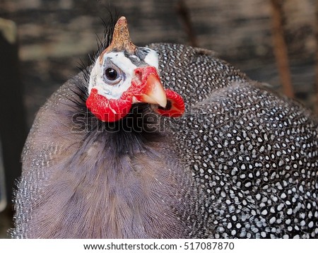 Bright Dashing Curious Guinea Fowl  in a Cheeky Bright-eyed Portrait. Royalty-Free Stock Photo #517087870