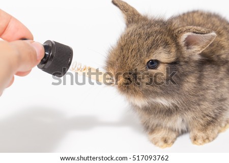 Baby rabbit with vitamin dropper as for medical test
