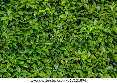 Natural green leaves wall background
