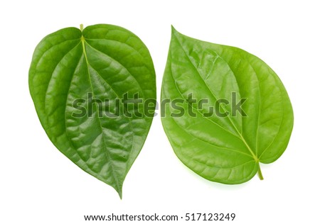 Green betel leaf isolated on the white background Royalty-Free Stock Photo #517123249