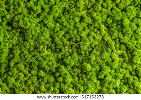 Reindeer moss wall, green wall decoration made of reindeer lichen Cladonia rangiferina, recolored to match Pantone 15-0343c, color of the year 2017, isolated on white, usable for interior mock ups Royalty-Free Stock Photo #517153273