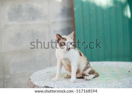 Kitten, resting cat on a flor in colorful blur background, cute funny cat close up, young playful cat at home, domestic cat, relaxing cat, cat resting, cat playing at home, elegant cat