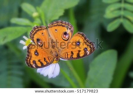 Peacock Pansy (Junonia almana javana), Beautiful Butterfly in A Garden