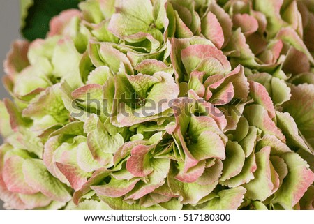 Green hydrangea blooming, floral nature background, outdoor, banner