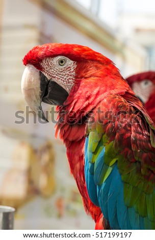 Macaw parrot with red and blue feathers