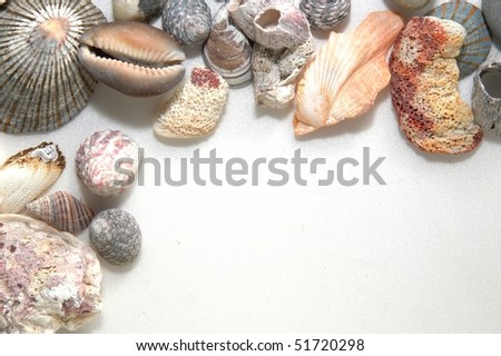 lovely seashells against white background