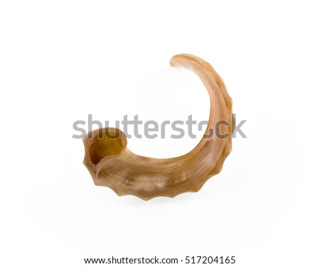 animal horn, isolated on a white background, close-up, top view