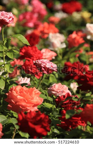 closeup background texture of fragrant roses blooming in the sunshine