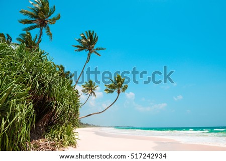 Palm trees on tropical ocean beach at sunny day