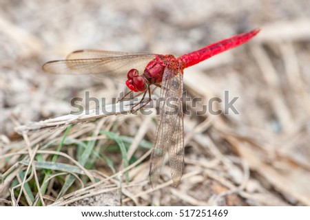 Red-veined dropwing dragonfly (Trithemis kirbyi) descend and stay still on the brown and dried grass