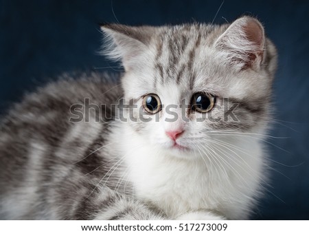 Portrait of cat scottish fold on blue background