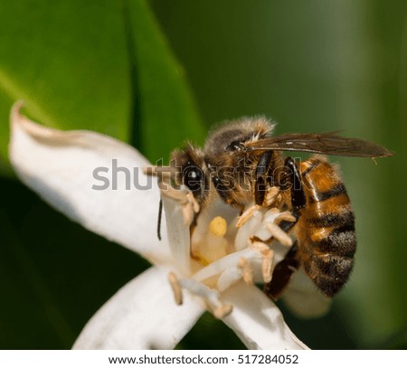 Bee on flower in summer