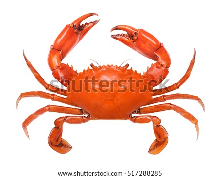 Crab isolated on white background. Fresh seafood. Serrated mud crab. Royalty-Free Stock Photo #517288285