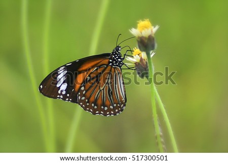 Swamp Tiger (Danaus affinis malayanus), Beautiful Butterfly in A Garden