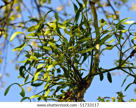 Mistletoe (Viscum album) on a poplar branch in spring
