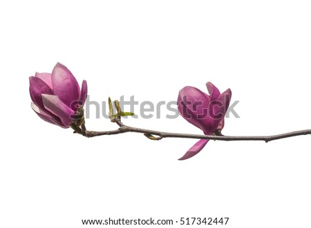 Flowering branch of magnolia (Saucer magnolia or Magnolia Soulangeana) is isolated on white.