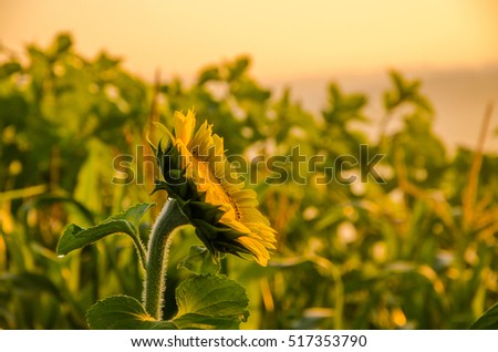 nice and warm in summer field with blooming sunflower blossoms. 