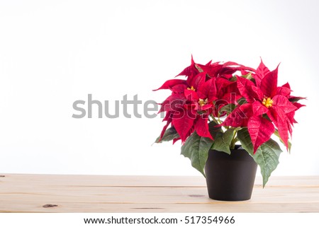  Red poinsettia christmas plant with isolated white background. Royalty-Free Stock Photo #517354966