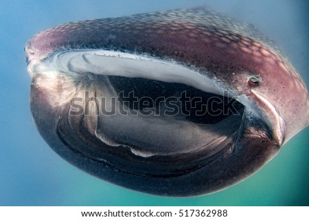 Whale Shark underwater with big open mouth jaws while coming to you Royalty-Free Stock Photo #517362988