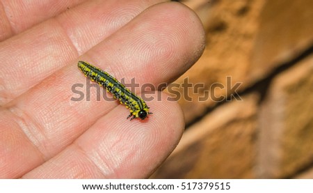 Yellow caterpillar inch worm creature.
A little caterpillar with unusual markings, stripes down top of back, black bulb shaped head, held in open hand.