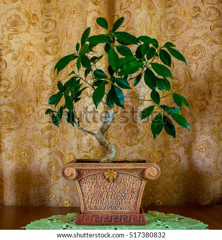 Photo of a small beautiful bonsai tree on a brown background