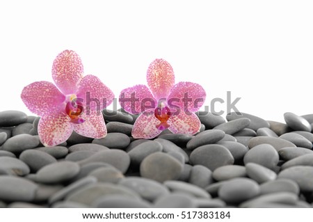 Two Pink orchid on pile of gray stones