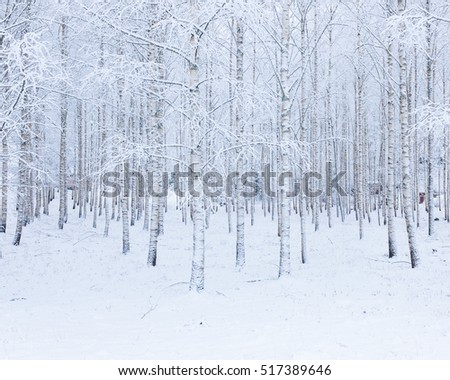 Birch wood forest covered in snow at winter Royalty-Free Stock Photo #517389646