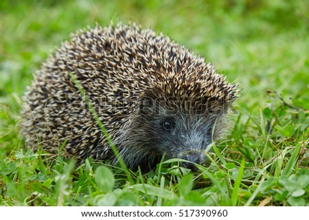 Young prickly hedgehog on a green grass in the meadow.