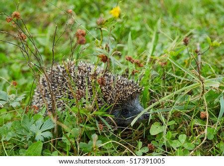 Young prickly hedgehog hides in a green grass in the meadow.