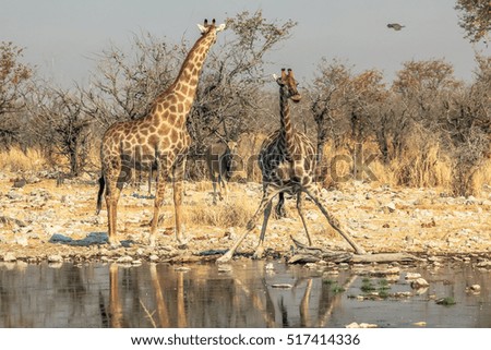 two giraffes drinking at pool in Namibian savannah of Etosha National Park, dry season in Namibia, Africa