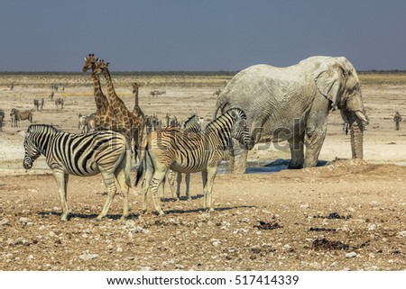 zebras elephants giraffes drinking at pool in Namibian savannah of Etosha National Park, dry season in Namibia, Africa