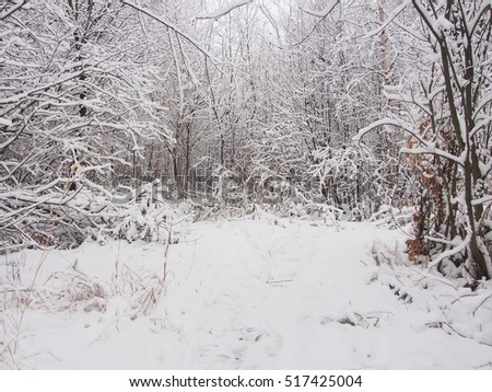 After a heavy snowfall. In the forest (park). Winter landscape.