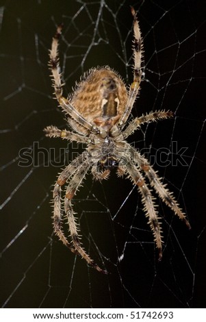 Macro view of a spider waiting on it's web for a perfect attack.