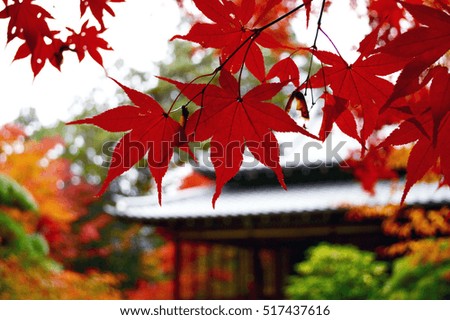 The close-up picture of red autumn maple leaves with the Japanese temple a background. 
