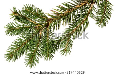 Christmas tree. fir tree. Coniferous branches. Christmas background