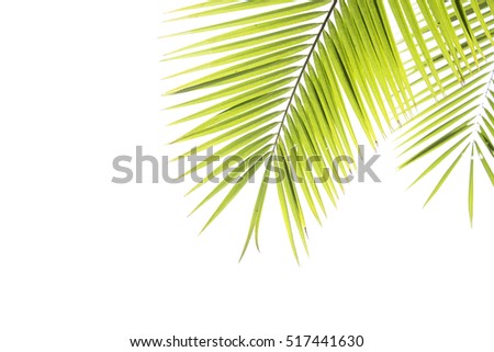 Coconut leaves on isolated background. Royalty-Free Stock Photo #517441630