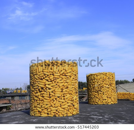 Many hoard of corn, on the roof 