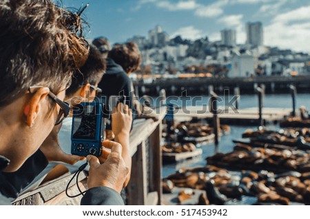 Man takes picture of seals on the bay