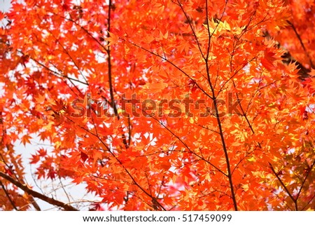 Autumn leaves in Japsn