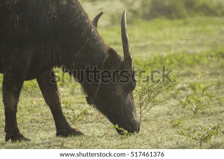 buffalo in thailand.