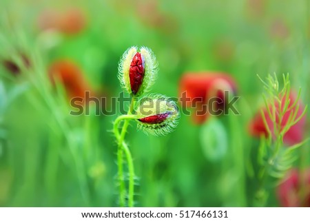 half-open buds of red poppies, the couple are in love. in the background a natural plan poppy field.
