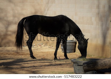 Horse Royalty-Free Stock Photo #517483222