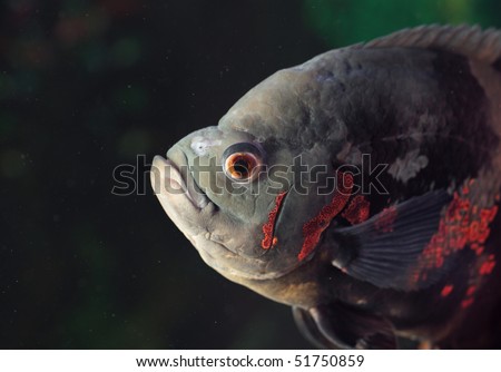 Astronotus ocellatus (Tiger), - big fresh-water fish, South American cichlid