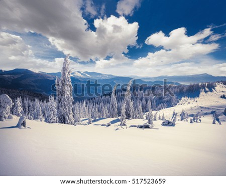 Splendid winter morning in Carpathian mountains with snow covered fir trees. Colorful outdoor scene, Happy New Year celebration concept. Artistic style post processed photo.