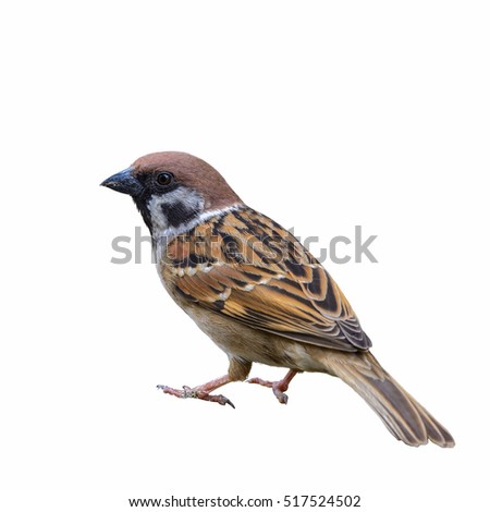 Eurasian Tree Sparrow or Passer montanus, Beautiful bird isolated standing on ground with white background, Thailand. Royalty-Free Stock Photo #517524502
